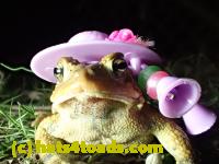 /home//u458753944/public_html/sourcegallery////////////////////////Roxborough Toad Detour/2013-2019/2017/P4030693.JPG